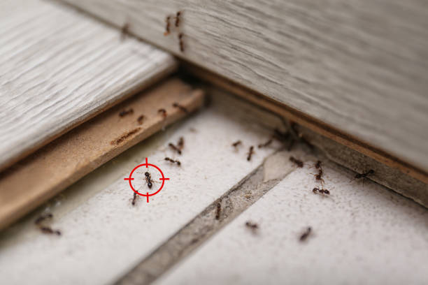 Reliable Romancoke, MD Pest Control Solutions