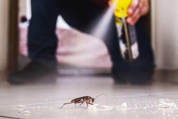 Best Flea Control Services  in Romancoke, MD