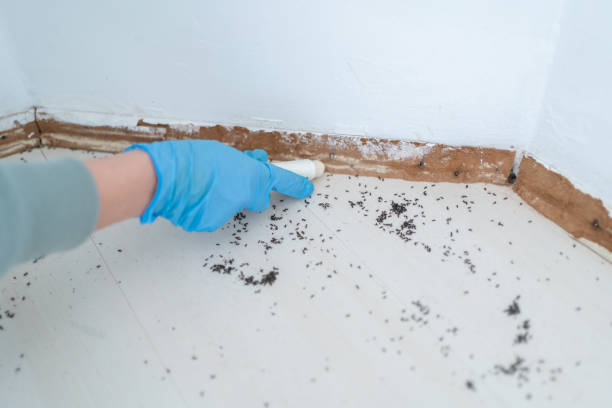 Best Best Pest Control Companies  in Romancoke, MD